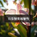 谷歌搜索词报告（图2）