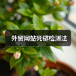 外贸网站死链检测法（图1）