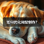 如何优化网站制作？（图1）